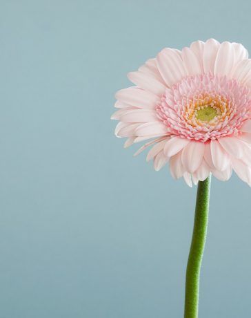 Een prachtig boeket met gerbera’s online bestellen