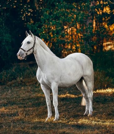 Essentiële producten en benodigdheden voor elke paardeneigenaar of paardrijder