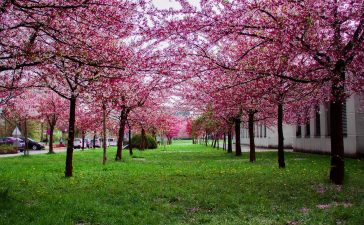 5 tips voor minder tuinonderhoud