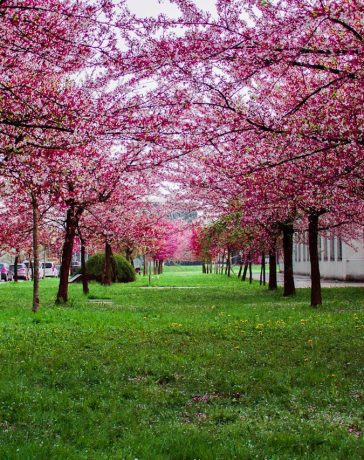 5 tips voor minder tuinonderhoud